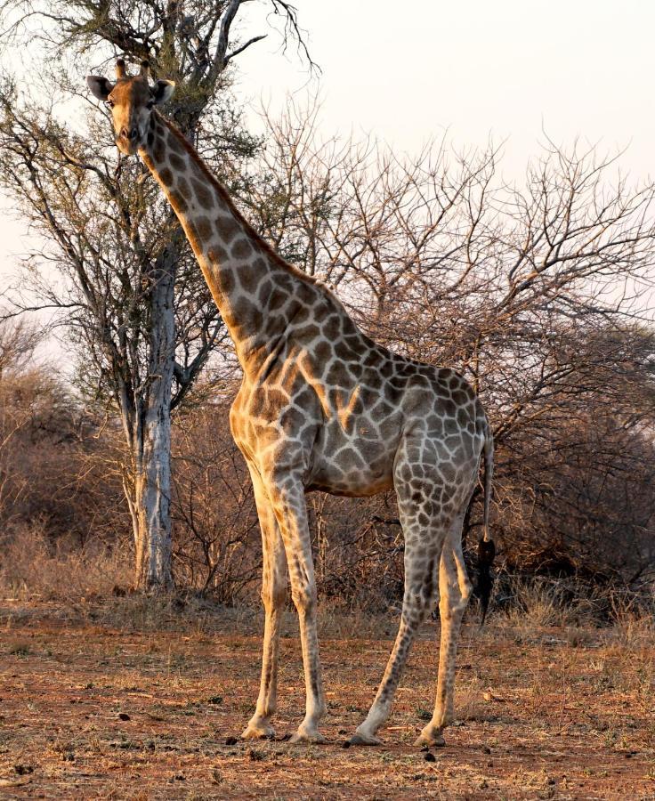 Kwele Game Lodge Beauty Exterior photo