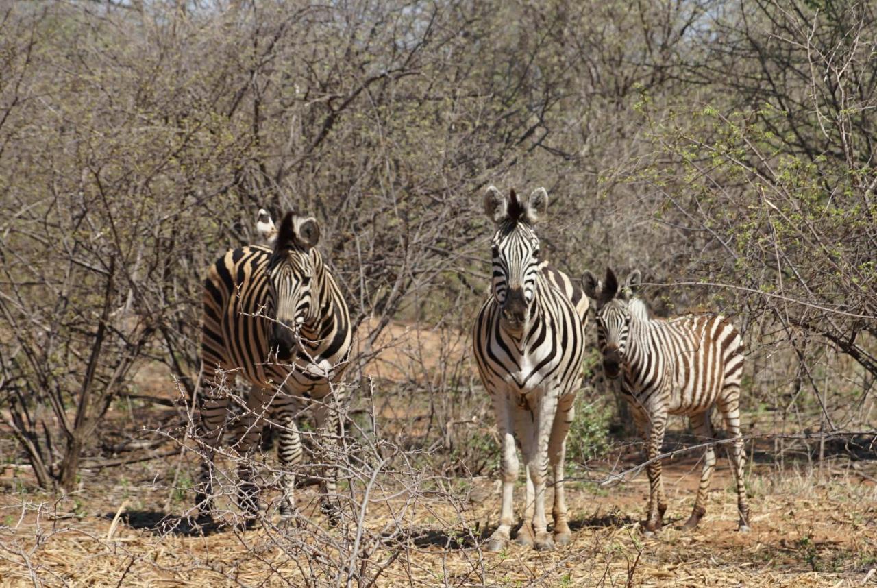 Kwele Game Lodge Beauty Exterior photo
